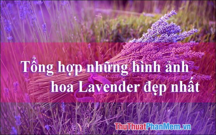 Hoa Lavender đẹp – Tổng hợp những hình ảnh hoa Lavender đẹp nhất