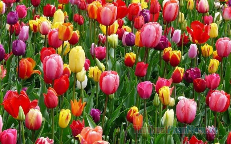 Hoa tulip trắng có ý nghĩa gì?  Ý nghĩa hoa Tulip theo màu sắc