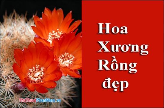 Hoa Xương Rồng đẹp – Tổng hợp những hình ảnh hoa Xương Rồng đẹp nhất