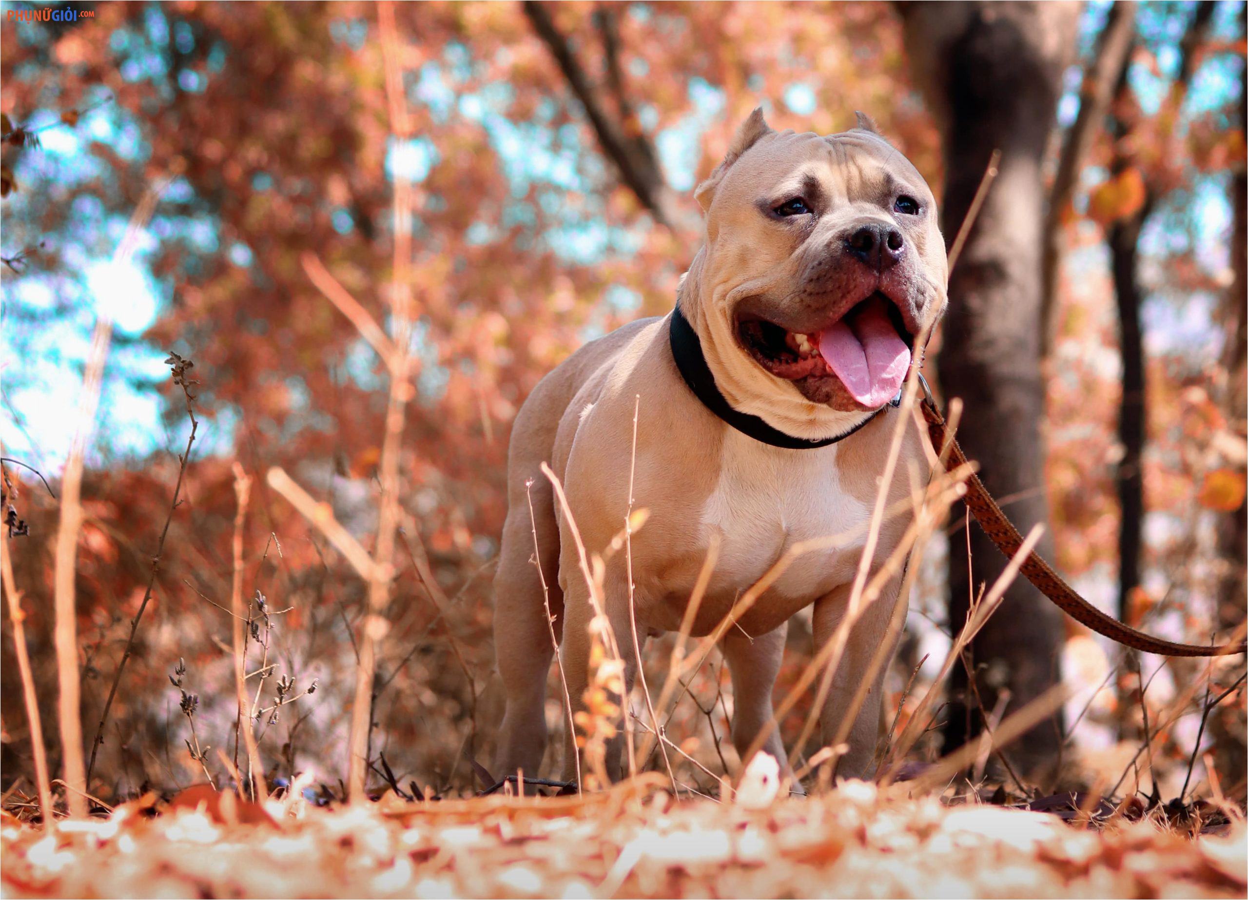 234 Hình Ảnh Chó Pitbull Ngầu Hung Dữ Hài Hước Đẹp Nét