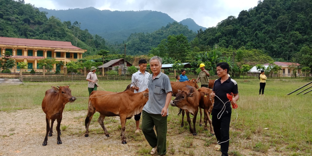 Con bò cày đẹp nhất