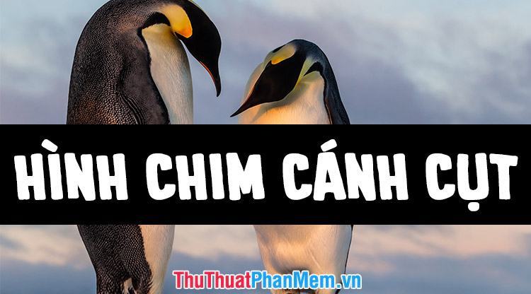 Những hình ảnh con chim cánh cụt đẹp nhất