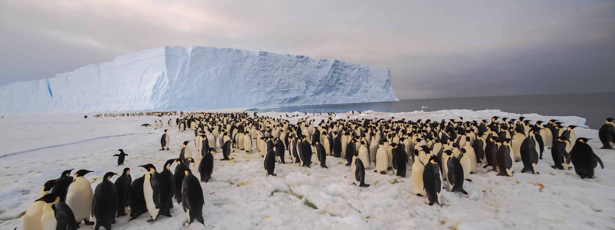 một đàn chim cánh cụt trên biển băng