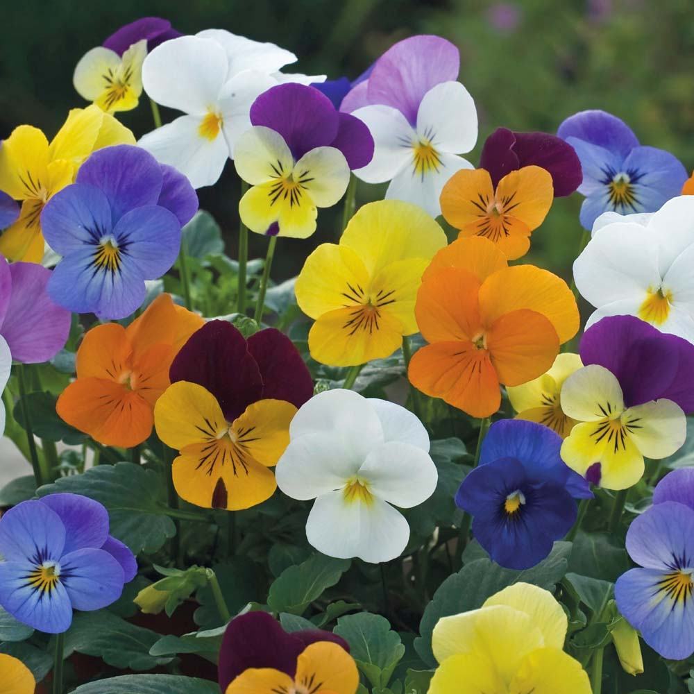 Hãy cùng chiêm ngưỡng những bông hoa Phăng đẹp nhất với đủ màu sắc tinh tế. Chúng tôi sẽ đưa bạn vào một hành trình thưởng ngoạn cảm xúc với hình ảnh đẹp tuyệt vời.