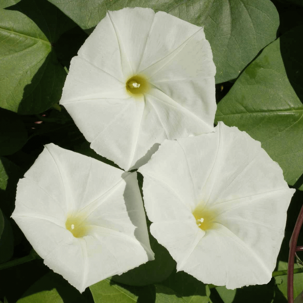 Hoa muống trắng hình ảnh đẹp nhất