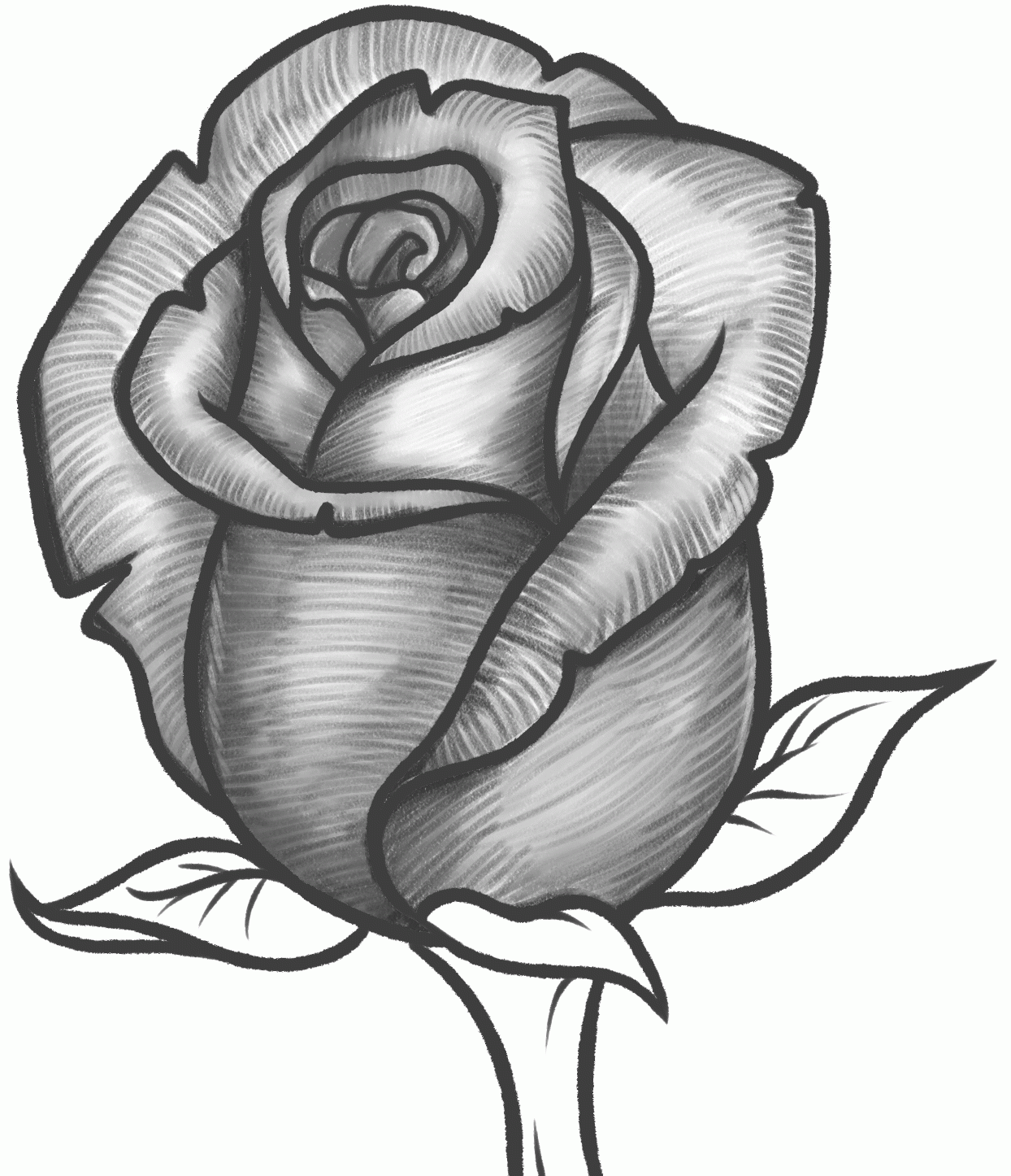 Vẽ hoa hồng bằng bút chì đẹp và ấn tượng nhất