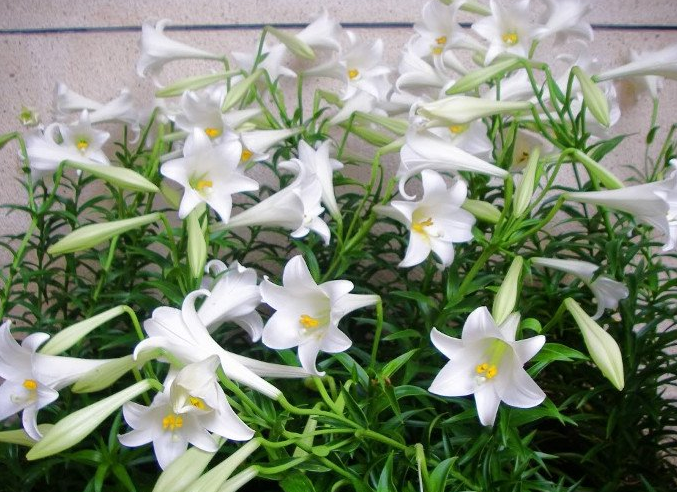 hoa loa kèn trắng đẹp