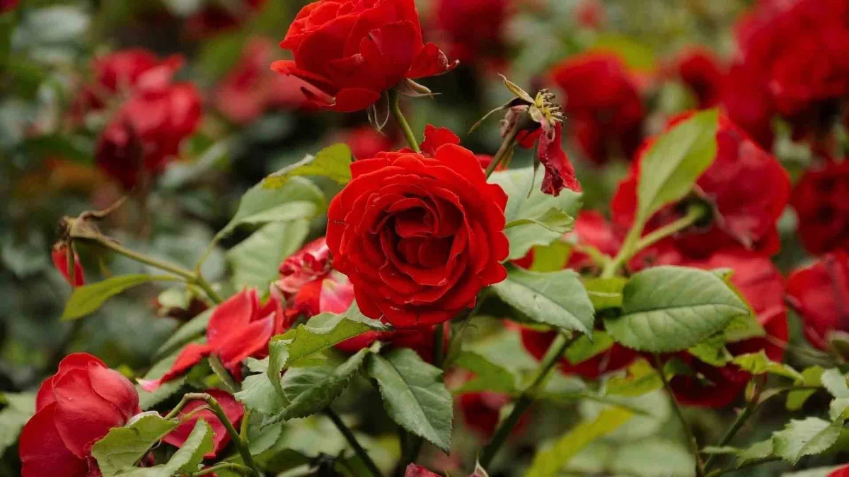 Tải hình ảnh hoa hồng đẹp tự nhiên và lãng mạn nhất thế giới ...