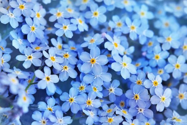 Học từ vựng tiếng Anh về hoa giúp bạn giao tiếp tốt hơn với người nước ngoài và hiểu sâu hơn về các loài hoa đẹp mắt. Hãy xem hình ảnh về từ vựng tiếng Anh về hoa để bắt đầu tìm hiểu thế giới hoa đầy thú vị này.