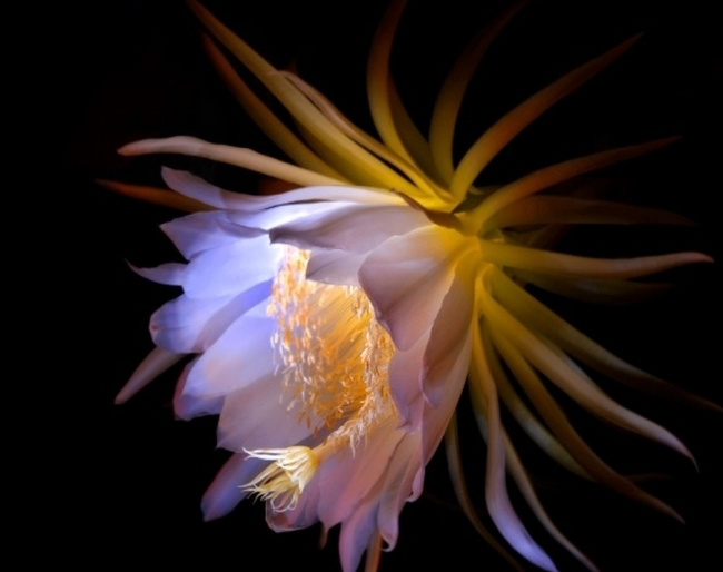 top 10 loài hoa nở về đêm đẹp tuyệt
