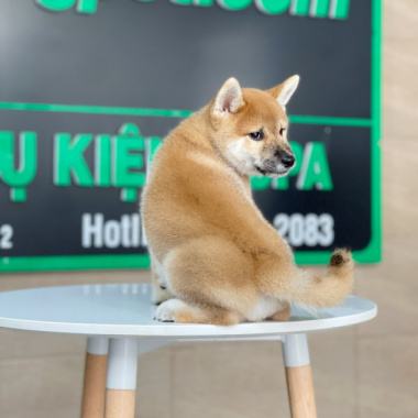 Top 4 Địa chỉ bán chó Shiba uy tín nhất tại TP. HCM