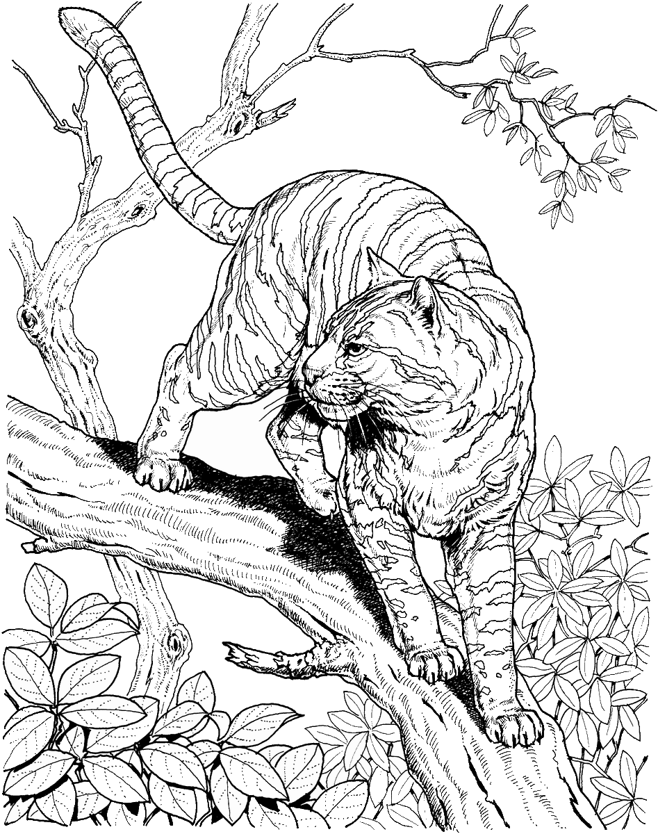 Tranh tô màu con hổ đậu trên cành cây