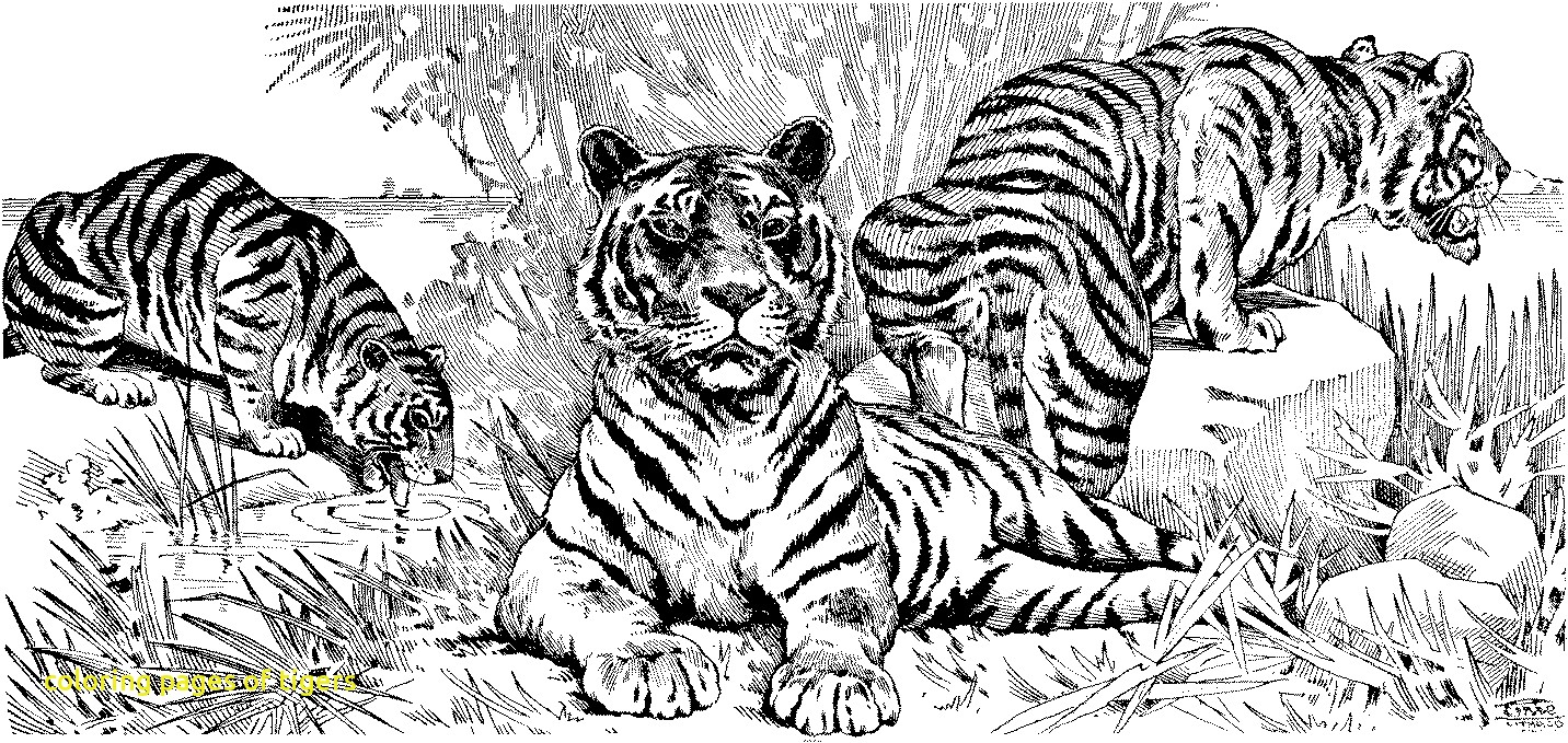 Tranh tô màu nhóm ba con hổ