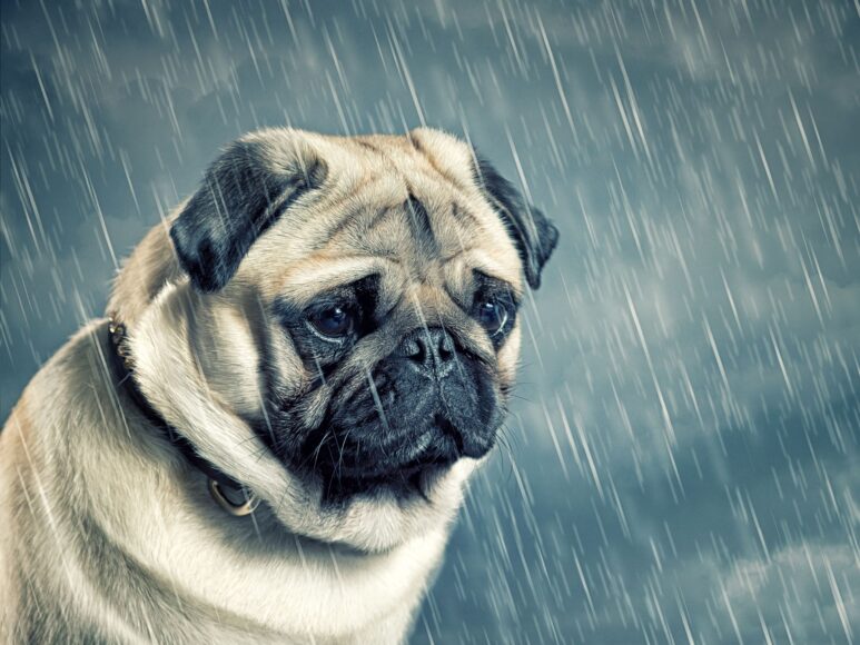 Hình ảnh chú chó buồn dưới mưa