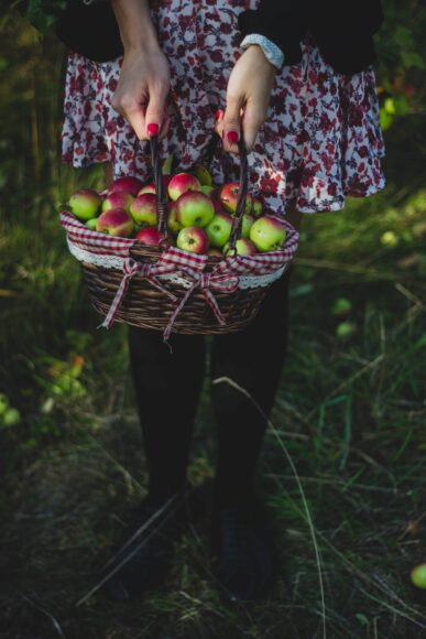 Hình ảnh người dân thu hoạch táo