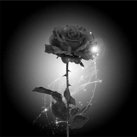 hình ảnh hoa hồng đen đẹp