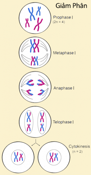 Hình vẽ dưới đây mô tả một giai đoạn kỳ trong chu kì phân bào Anh chị  hãy cho biết đây là kỳ nào của phân bào nguyên phân hay giảm phân